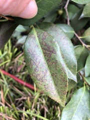 Phyllosticta camelliae