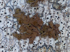 Melanohalea septentrionalis