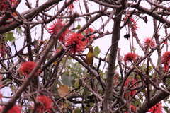 Zosterops stuhlmanni