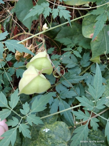 Balloon vine (Cardiospermum halicacabum)