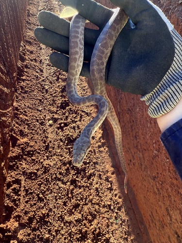 Children's Python sighting