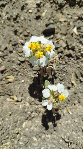 Cruckshanksia hymenodon, photograph 5