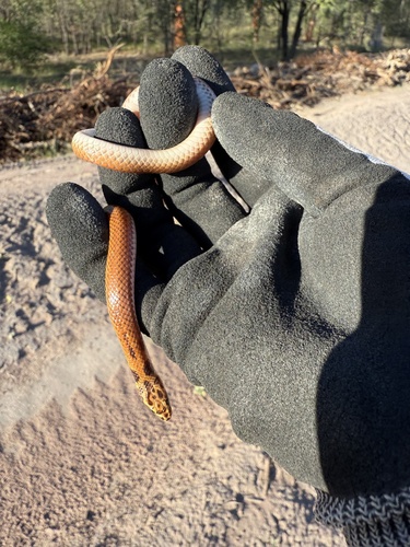 Little Spotted Snake sighting