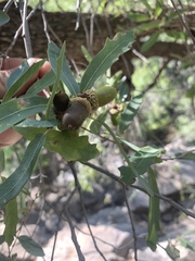 Quercus oblongifolia