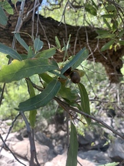 Quercus oblongifolia