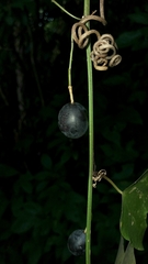 Passiflora trifasciata