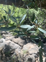 Quercus oblongifolia