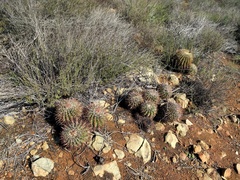 Ferocactus viridescens