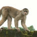 Mono Capuchino - Photo (c) Anja J., algunos derechos reservados (CC BY), subido por Anja J.