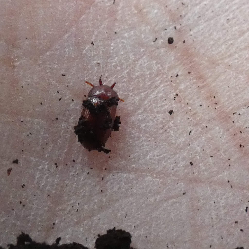 Neomida ferruginea