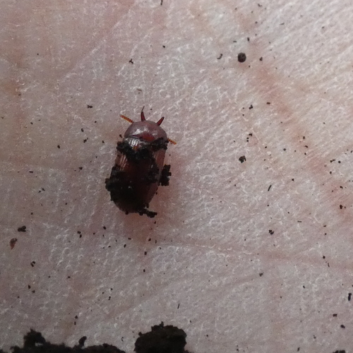 Neomida ferruginea