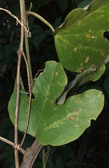Passiflora trifasciata
