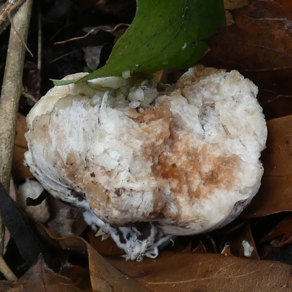Entoloma abortivum · December 2025 · photo: © seangolden (iNaturalist, cc-by)