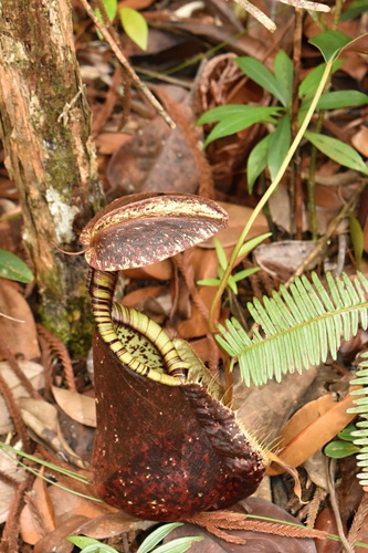 Nepenthes rafflesiana