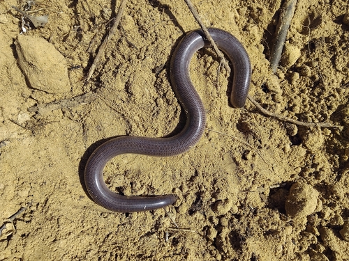 Dark-spined Blind Snake sighting