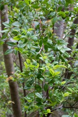 Vaccinium wrightii