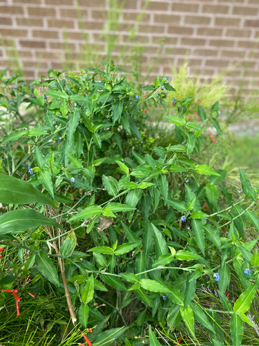 whitemouth dayflower