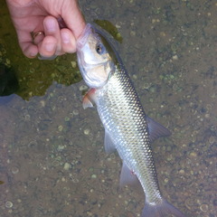 Semotilus corporalis