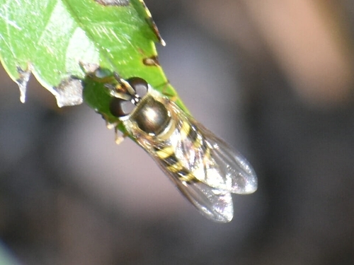 Unknown species found near Universal City, TX 78148, USA