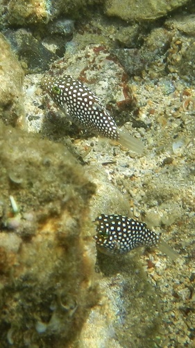 Hawaiian whitespotted toby (Canthigaster jactator) — Tetraodontidae — 3