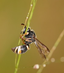 Masarinae