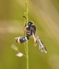 Masarinae