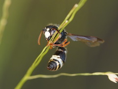Masarinae
