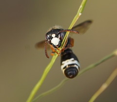 Masarinae