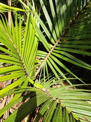 Nikau Palm (Rhopalostylis sapida)