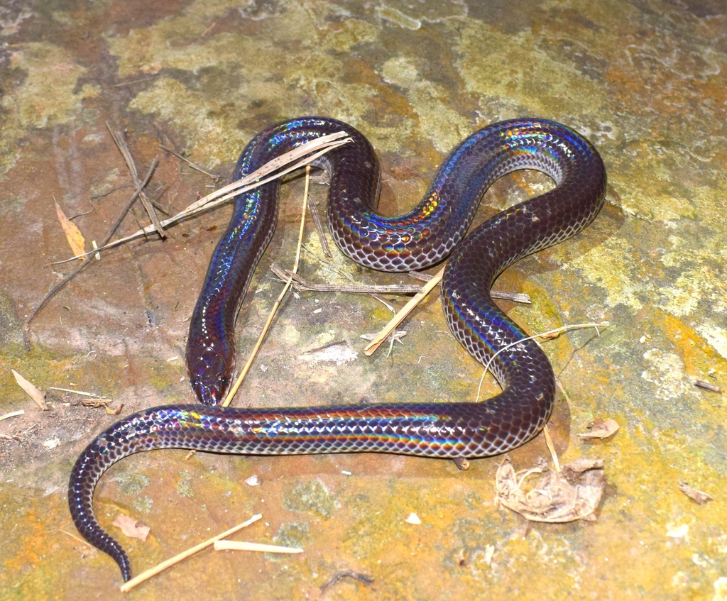 Asian Sunbeam Snake From Na Khao Amphoe Khao Phanom Krabi Th On January At Am