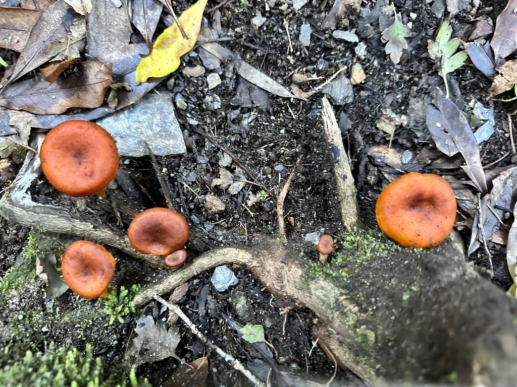 Omphalotus olearius · November 2025 · photo: © ruir1963 (iNaturalist, cc-by)