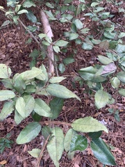 Elaeagnaceae
