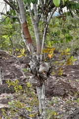 Hydnophytum formicarum