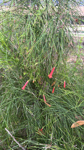 Firecracker plant