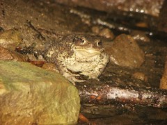 Bufo verrucosissimus