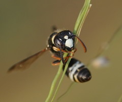 Masarinae
