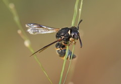 Masarinae