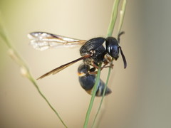 Masarinae
