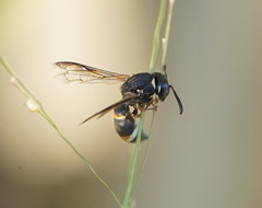 Masarinae