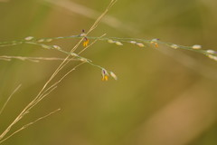 Panicum decompositum