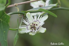 Passiflora misera