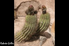 Trichocereus huascha