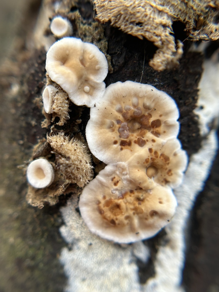 Stereum ochraceoflavum · December 2025 · photo: © aheyman1 (iNaturalist, cc0)