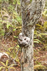 Hydnophytum formicarum