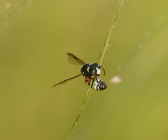 Masarinae