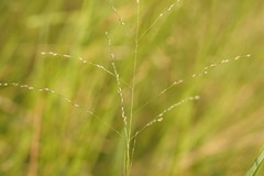Panicum decompositum
