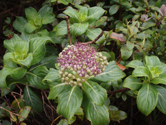 Hydrangea arguta