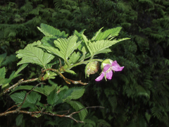 Rubus hawaiensis