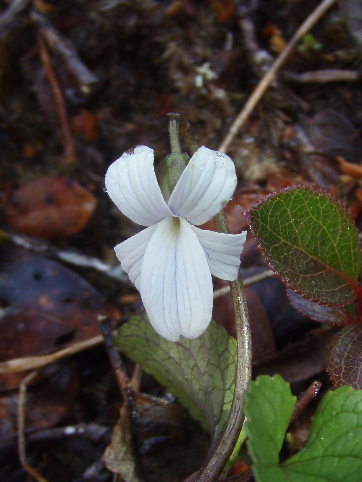 Viola kauaensis