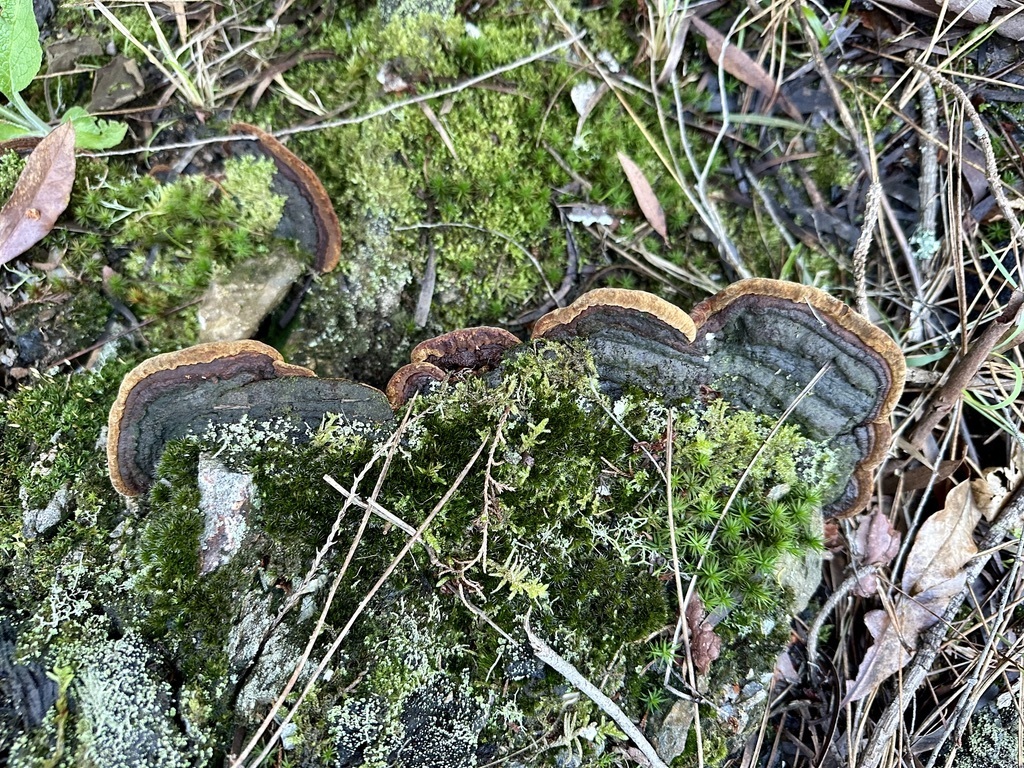 Fuscoporia torulosa · November 2025 · photo: © ruir1963 (iNaturalist, cc-by)